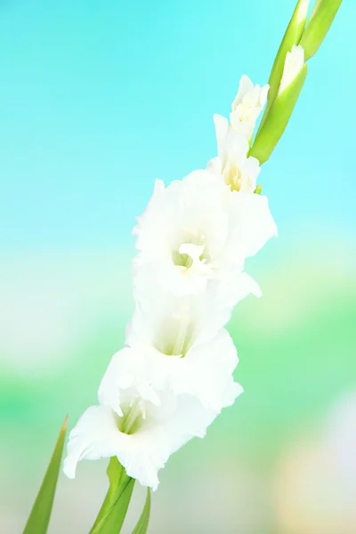 Piękne mieczyk kwiat na jasnym tle — Zdjęcie stockowe