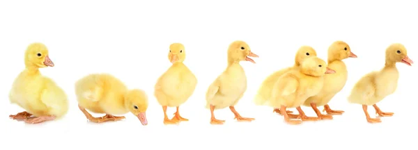 Ducklings diisolasi pada putih — Stok Foto
