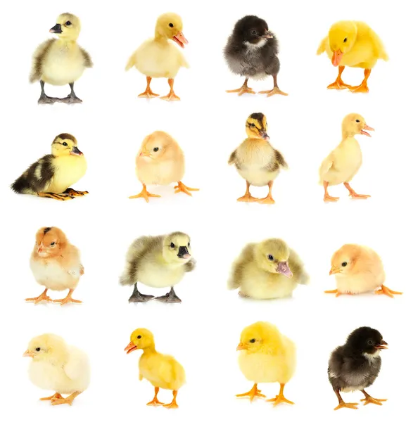 Colagem de lindas galinhas e patinhos — Fotografia de Stock