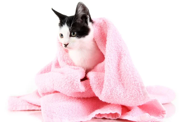 Gatito pequeño en toalla rosa aislado en blanco Imagen de stock