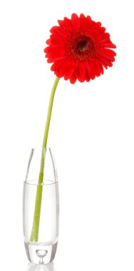 güzel gerbera cam aranjman beyaz izole