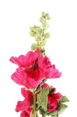 pembe ebegümeci çiçekler, üzerinde beyaz izole