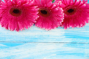 güzel pembe gerbera çiçekleri mavi ahşap tablo
