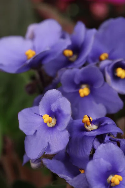 Heldere saintpaulia, close-up — Stockfoto