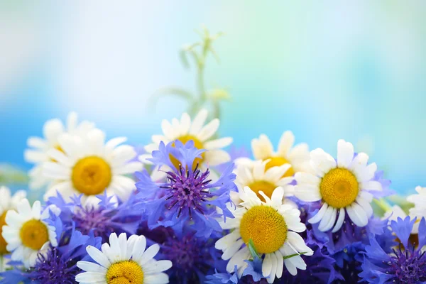 Beautiful bouquet of cornflowers and chamomiles on blue background — Stock Photo, Image