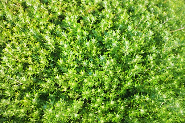 Friss zöld növényi kertben gyönyörű háttér — Stock Fotó