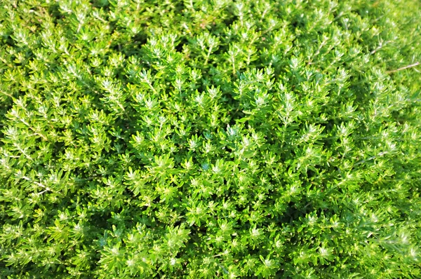 新鲜绿色的植物在花园中的美丽背景 — 图库照片