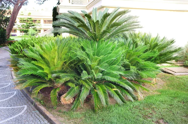 Gartengestaltung im Garten — Stockfoto