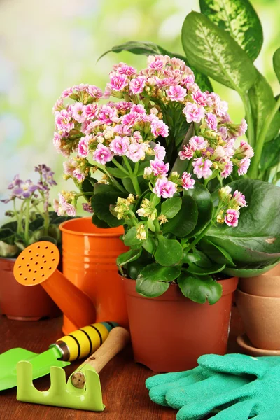 Hermosas flores en macetas sobre mesa de madera sobre fondo natural —  Fotos de Stock