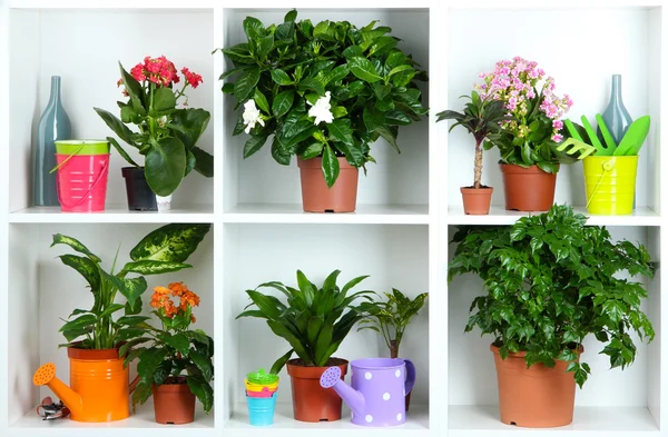 Beautiful flowers in pots on white shelves close-up — Stock Photo, Image