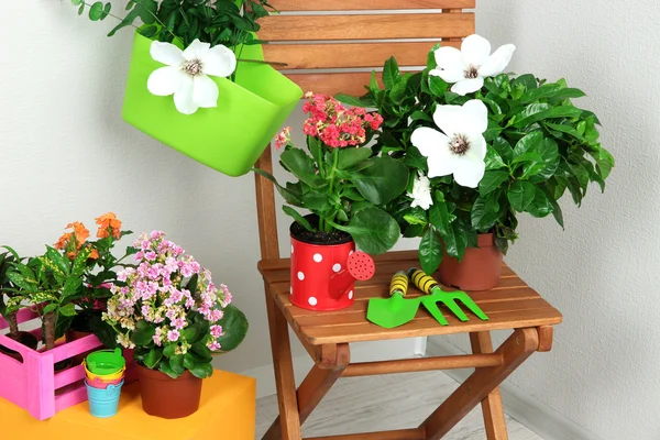 Many beautiful flowers on chair in room close-up — Stock Photo, Image