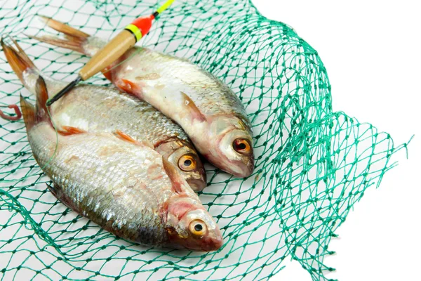 Fiskar i fisknät isolerad på vit — Stockfoto