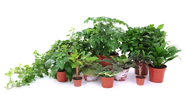 Belles fleurs en pots isolés sur blanc — Photo