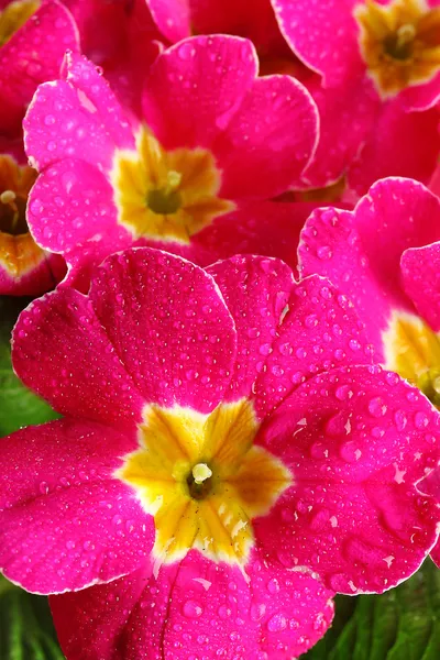 Vacker rosa primula, närbild — Stockfoto