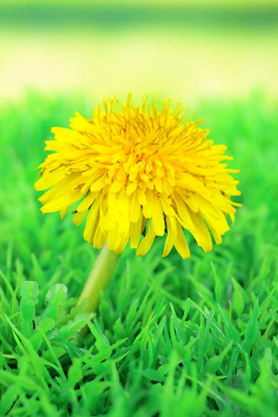 Paardebloem bloem op gras op lichte achtergrond — Stockfoto