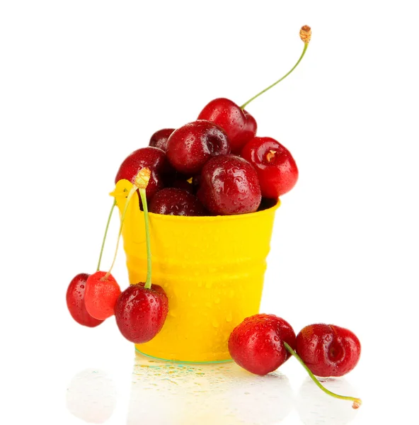Bagas de cereja vermelhas maduras em balde isoladas em branco — Fotografia de Stock