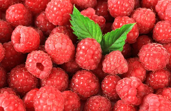 Ripe sweet raspberries, close up — Stock Photo, Image