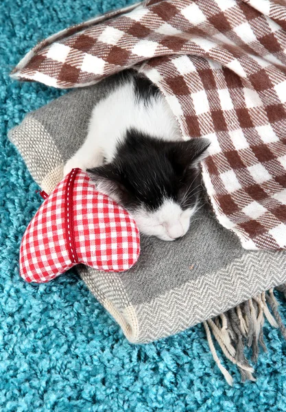 Schlafendes Kätzchen auf blauem Teppich — Stockfoto