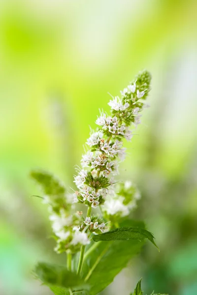 Färsk mynta blommor i trädgården — Stockfoto