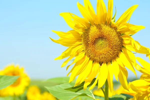 Красивий соняшник у полі, крупним планом — стокове фото
