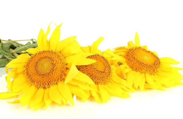 Sunflower isolated on white — Stock Photo, Image