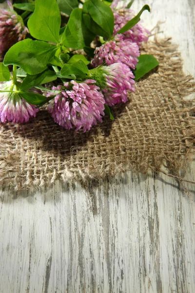 Klaver bloemen met bladeren op houten achtergrond — Stockfoto