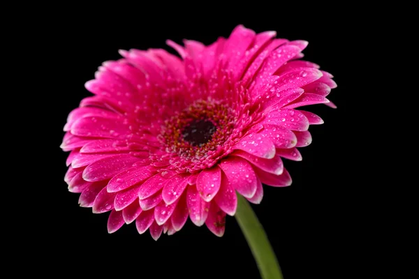 Bela flor de gerbera rosa no fundo preto — Fotografia de Stock