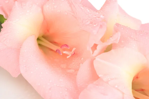 Schöne Gladiolenblüte aus nächster Nähe — Stockfoto