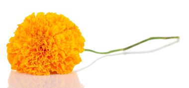 Marigold flower isolated on white clipart