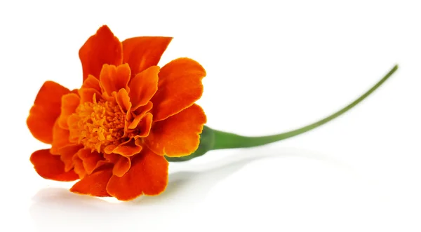 Marigold flower isolated on white — Stock Photo, Image