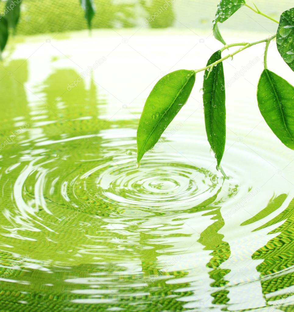 Green leaves with reflection in water