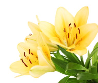 güzel turuncu lilyum, beyaz izole