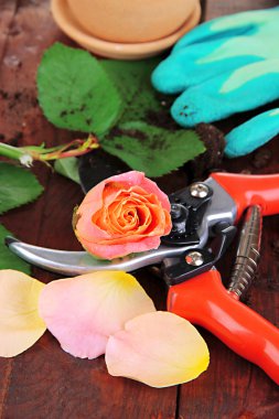 Bahçe secateurs ve gül ahşap masa yakın çekim üzerinde