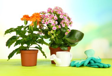 Tencere doğal zemin üzerine ahşap masa üzerine güzel çiçekler