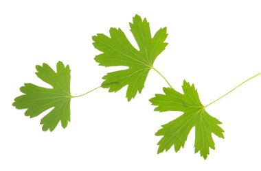 yeşil yapraklar beyaz üzerinde izole