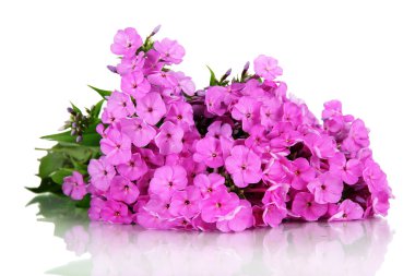 güzel beyaz izole phlox buket