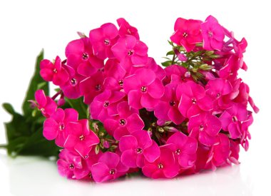 güzel beyaz izole phlox buket