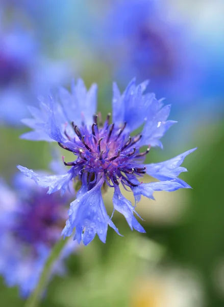 Beautiful cornflower, outdoors — Stock Photo, Image