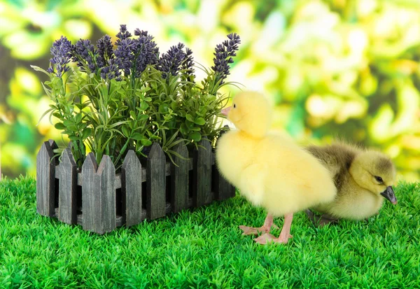 Little ducklings with flower on grass on bright background — Stock Photo, Image