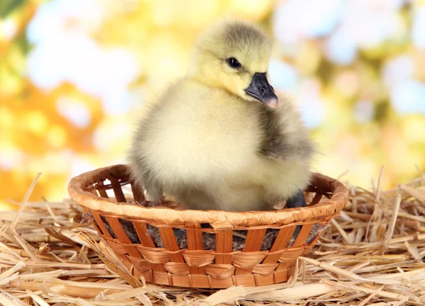 Little duckling in wicker basket on straw on bright background — Stock Photo, Image