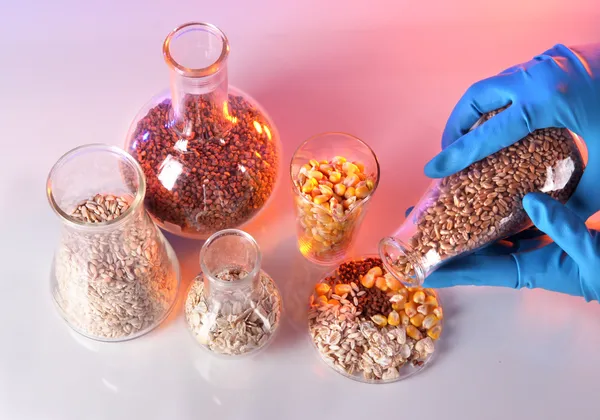 テスト チューブとピンクの背景の手袋で手でひき割り穀物 — ストック写真