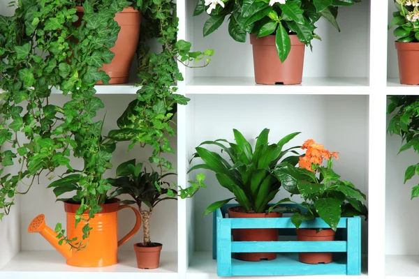 Beautiful flowers in pots on white shelves close-up — Stock Photo, Image