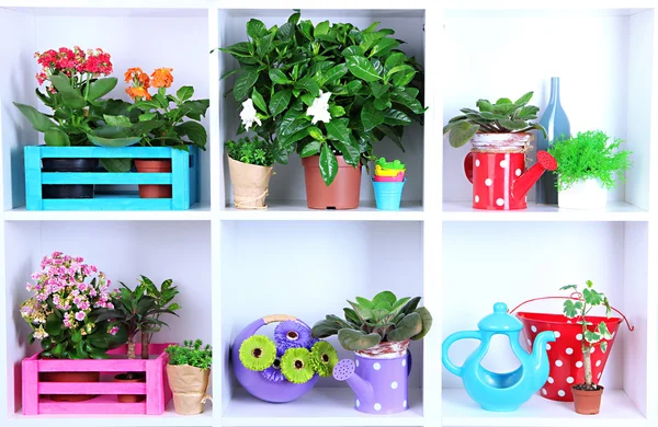 Beautiful flowers in pots on white shelves close-up — Stock Photo, Image