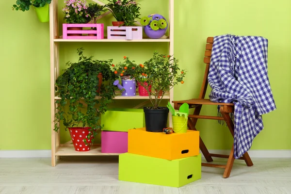 Beaucoup de belles fleurs dans des pots dans la chambre — Photo