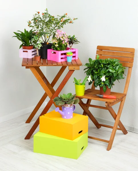 Många vackra blommor på bord och stol i rummet — Stockfoto