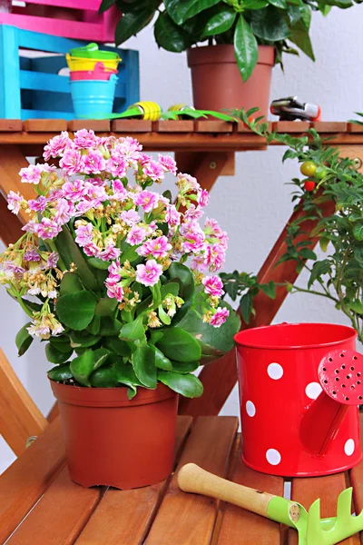 Many beautiful flowers in pots in room close-up — Stock Photo, Image