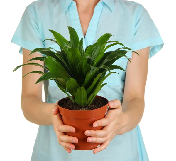 Bellissimo fiore in vaso in mani di ragazza isolata su bianco — Foto Stock