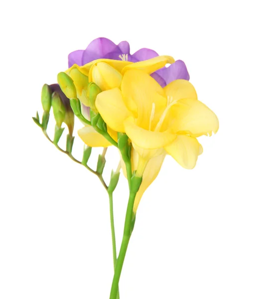 Strauß Freesien Blume, isoliert auf weiß — Stockfoto