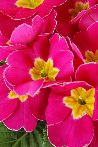 Bella primula rosa, da vicino — Foto Stock