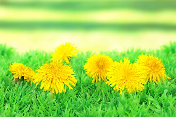 Dente di leone fiori su erba su sfondo luminoso — Foto Stock